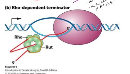 <ul><li><p>relies on rho binding protein to slow down RNA polymerase</p></li><li><p>rho binds to end of RNA strand at C- rich region called rut</p></li><li><p>rho has helicase activity that pulls RNA poly off strand</p></li></ul><p></p>
