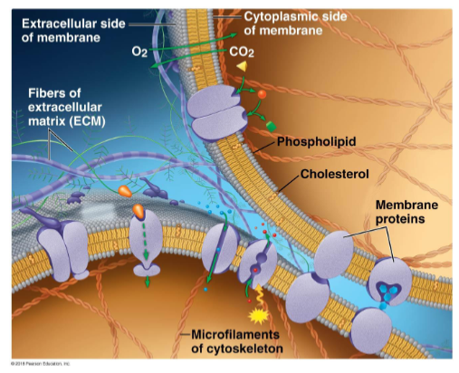 <p>Diverse protein molecules suspended in a fluid phospholipid bilayer</p>
