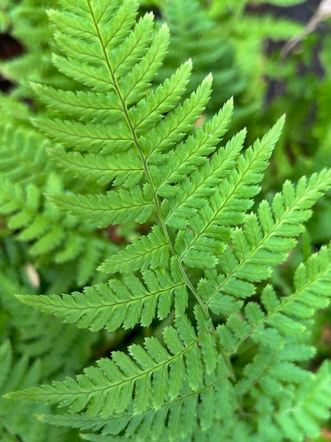<p>Dryopteris sp.</p>