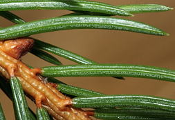 <p>Geef het geslacht </p>