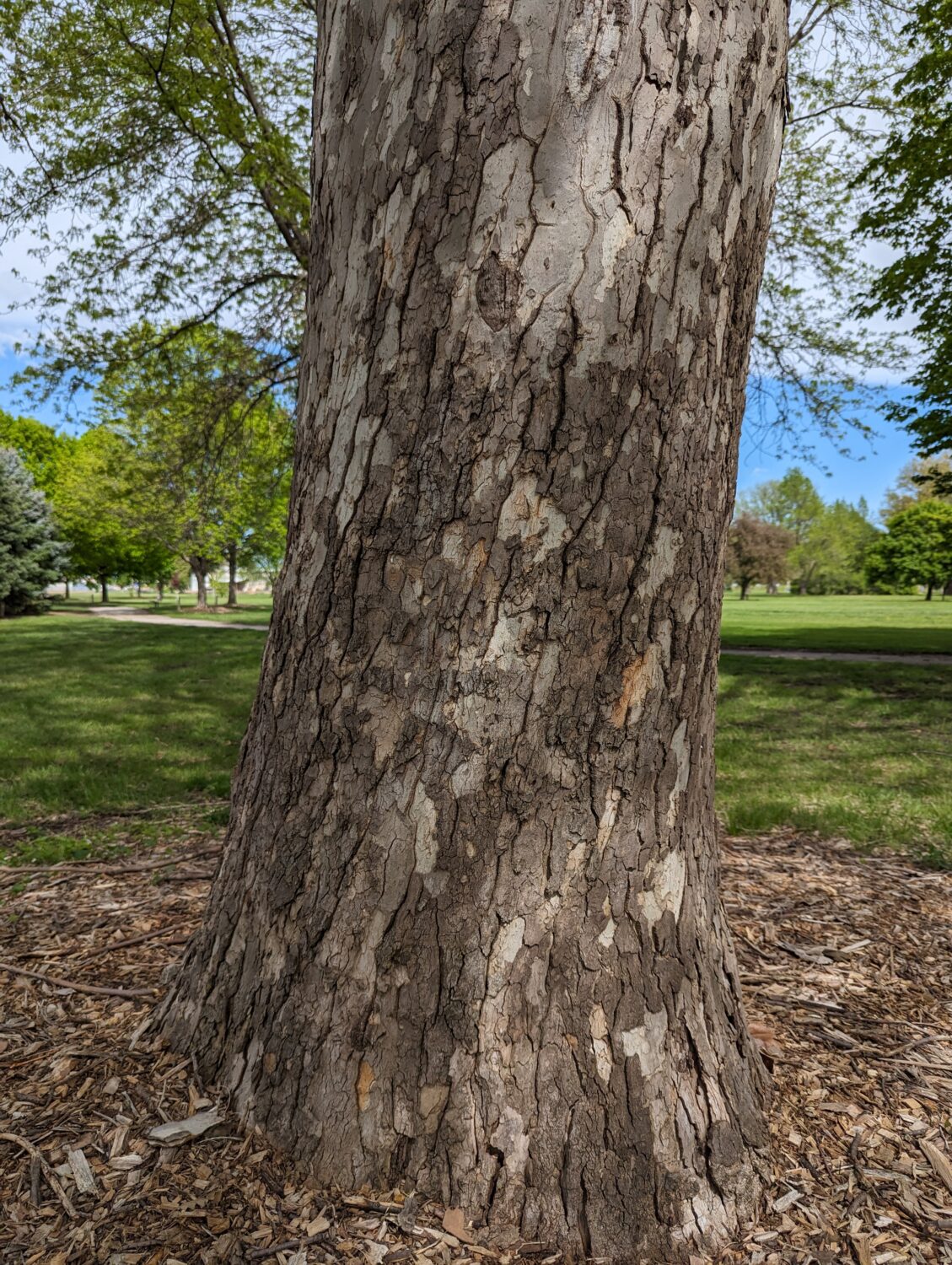<p>A Sycamore Tree (Alternate, simple, large, thick leaf, bark is peeling and scaly)</p>