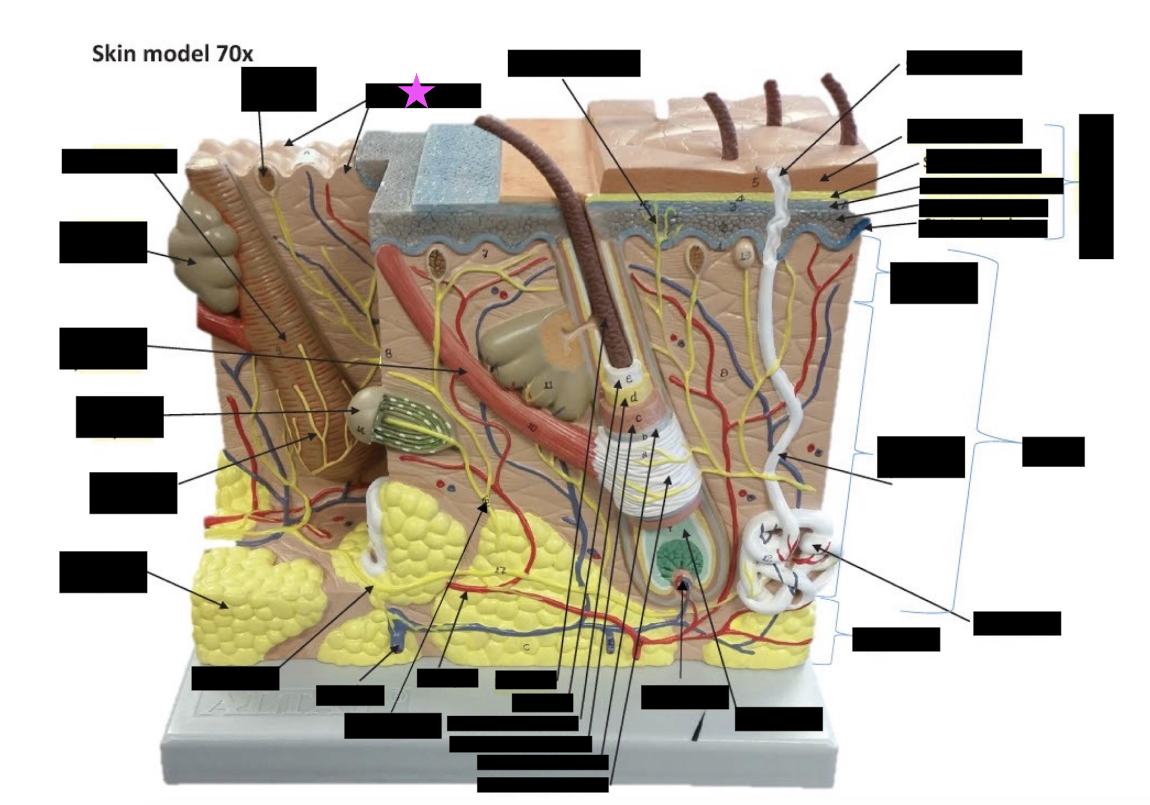term image