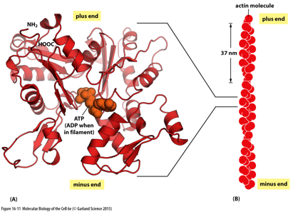 <p>Which cytoskeletal elements are not polar?</p>