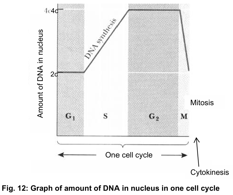 <ol><li><p>replication of DNA occurs in the parent cell before mitosis begins</p><ul><li><p>amount of DNA is doubled during S phase of interphase and halved after cytokinesis</p></li></ul></li><li><p>chromosomes are arranged at the equator of the cell during metaphase</p></li><li><p>sister chromatids separate during anaphase and are evenly distributed between the two nuclei during telophase</p></li></ol><p></p>