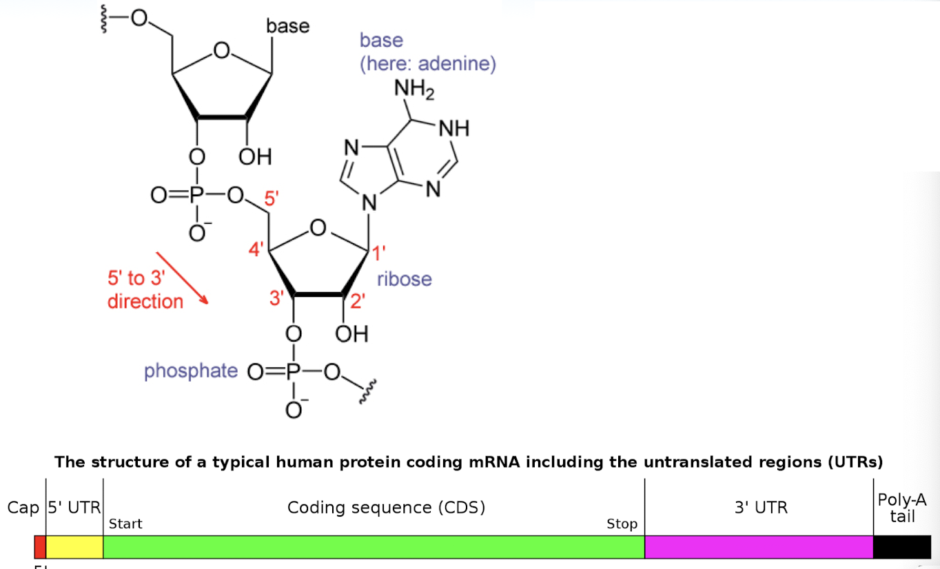 <ol><li><p>nuclear export</p></li><li><p>translation</p></li><li><p>stability of mRNA</p></li></ol><p></p>