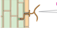 <p>it guides the growth of the fungal hyphae into the root cortex</p>