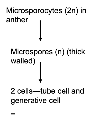 <ul><li><p>microsporocyte (2n) in anther → meiosis → microspores (in grps. of 4 and thick walled) (n) → mitosis (1 time) = 2 cells (tube and generative cell = pollen (male gametophyte)</p></li></ul><p></p>