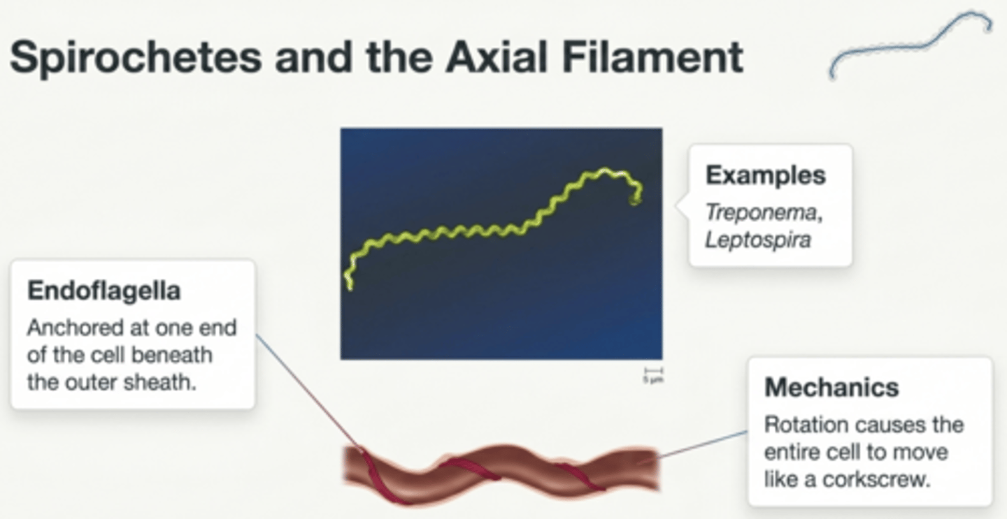 <p>A flagellar structure found in spirochetes that wraps around the cell and produces corkscrew-like movement.</p>