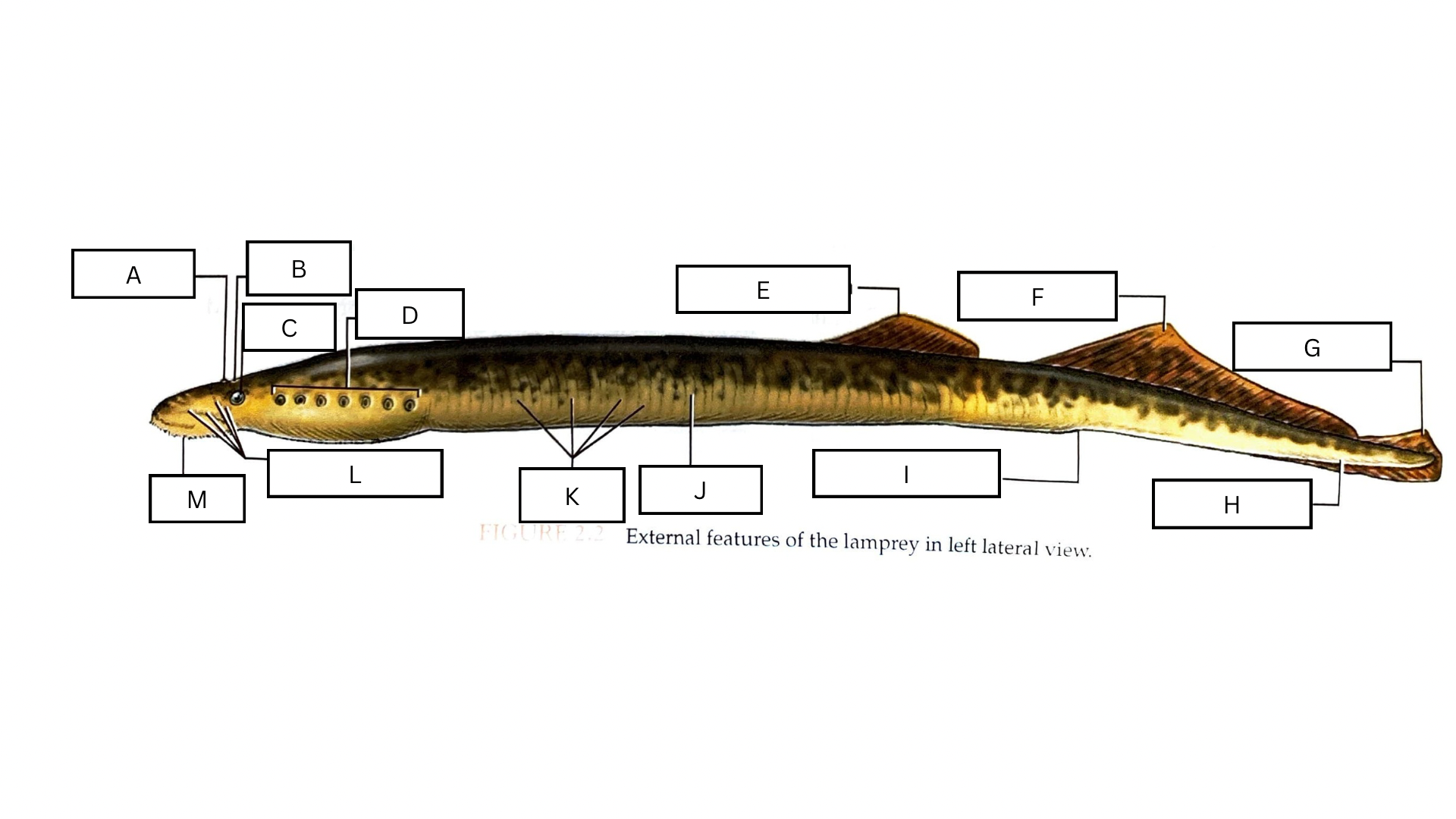 <p>What is J in the following diagram?</p>