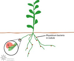 <p>process of converting nitrogen gas into nitrogen compounds that plants can absorb and use</p>