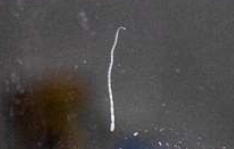 <p>Identify the Phylum &amp; name</p>