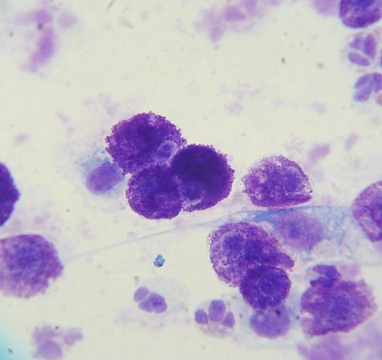 <p>It is used to stain samples for better visualization of cells.</p>