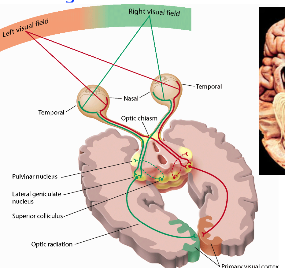 <p>left visual field is processed by the right hemisphere. and vice versa</p><p>each LGN receives input from both eyes but represents the contralateral visual field</p><p>circle shaped</p>