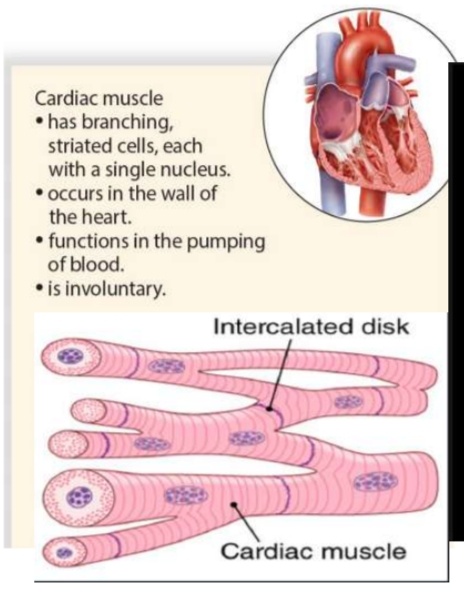 <ul><li><p>Cells are separate/individual but are bound at each end at <strong>intercalated disks (</strong>branched part)</p></li><li><p class="has-focus">Has <strong>branching, striated cells</strong>, each with a <strong>single nucleus</strong></p></li><li><p><strong>Involuntary Control</strong></p><ul><li><p>Electrical Impulses flow when the <strong>heart muscle contracts</strong></p></li></ul></li><li><p class="has-focus">Found <strong>only in the wall of the heart</strong></p></li></ul><p></p>