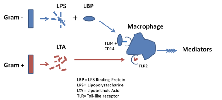 <p><span>LPS needs an LPS-binding protein to bind to macrophages</span></p><p>LTA binds to macrophages and taken up by toll-like receptors</p><p>-both release mediators from macrophage </p>