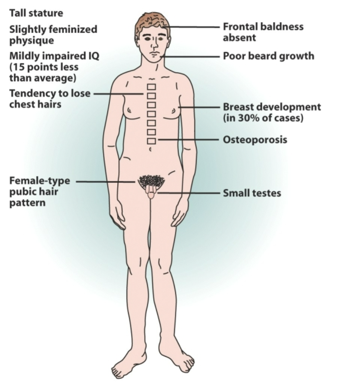 <p>Male phenotype</p>