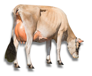 <ul><li><p>Dairy</p></li><li><p>18-25 liters</p></li><li><p>5.0 butterfat kg/L</p></li><li><p>Channel Island</p></li><li><p>Small size, light brown coat, high butterfat content</p></li></ul><p></p>