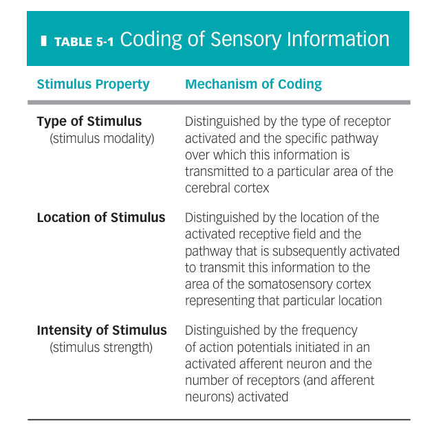 <p>The sequence of synapses that transmit 1 specific signal (that is therefore labelled or dedicated) to the somatosensory cortex (there wont be a thermo receptor and a mechanoreceptor attached on the same nerve, only the same types of receptors)</p><p><em>consult picture</em></p>