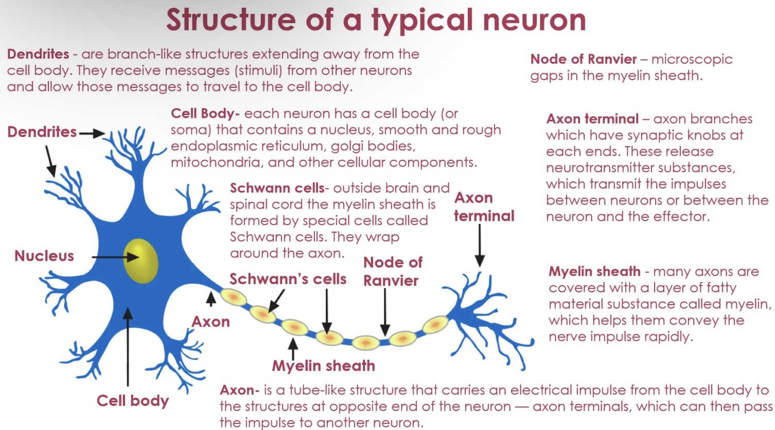 <ul><li><p>dendrites</p></li><li><p>Cell body</p></li><li><p>Schwann cells</p></li><li><p>Node of ranvier</p></li><li><p>Axon terminal</p></li><li><p>Myelin sheath</p></li><li><p>axon</p></li></ul><p></p>