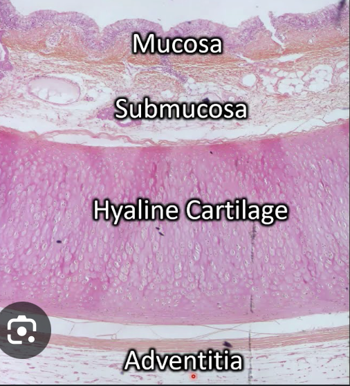 <ul><li><p>Mucosa: pseudostartfiied columnar epithelium, loose conenctive laminia propia tissue</p></li><li><p>Submucosa: Connective tissue</p></li><li><p>Hyaline cartilage: cartilage plus smooth muscle</p></li><li><p>Adventitia: areolar connective tissue</p></li></ul><p></p>