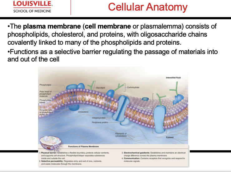 <p>CONTENTS: phospholipids, cholesterol, proteins, oligosaccharides</p><p>FUNCTIONS: selective barrier </p>