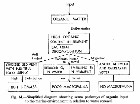 <p>The first scenario represents a <strong>heavily organically enriched location</strong> where there is <u>poor flushing capacity</u> and a<u>ll oxygen is used up</u> by microbial decomposition processes that are overwhelmed</p>