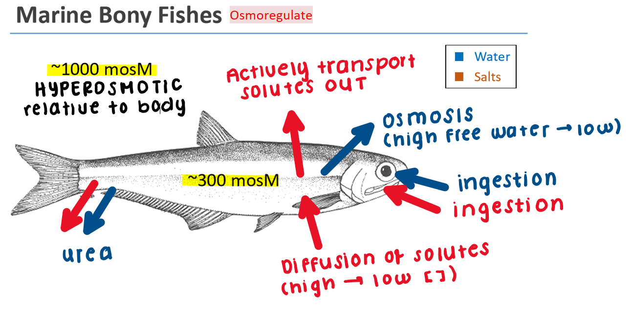 <p>Marine Bony Fish: Osmoregulator </p>