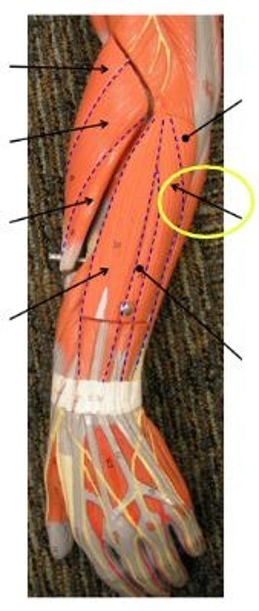 <p>extends and adducts wrist</p>