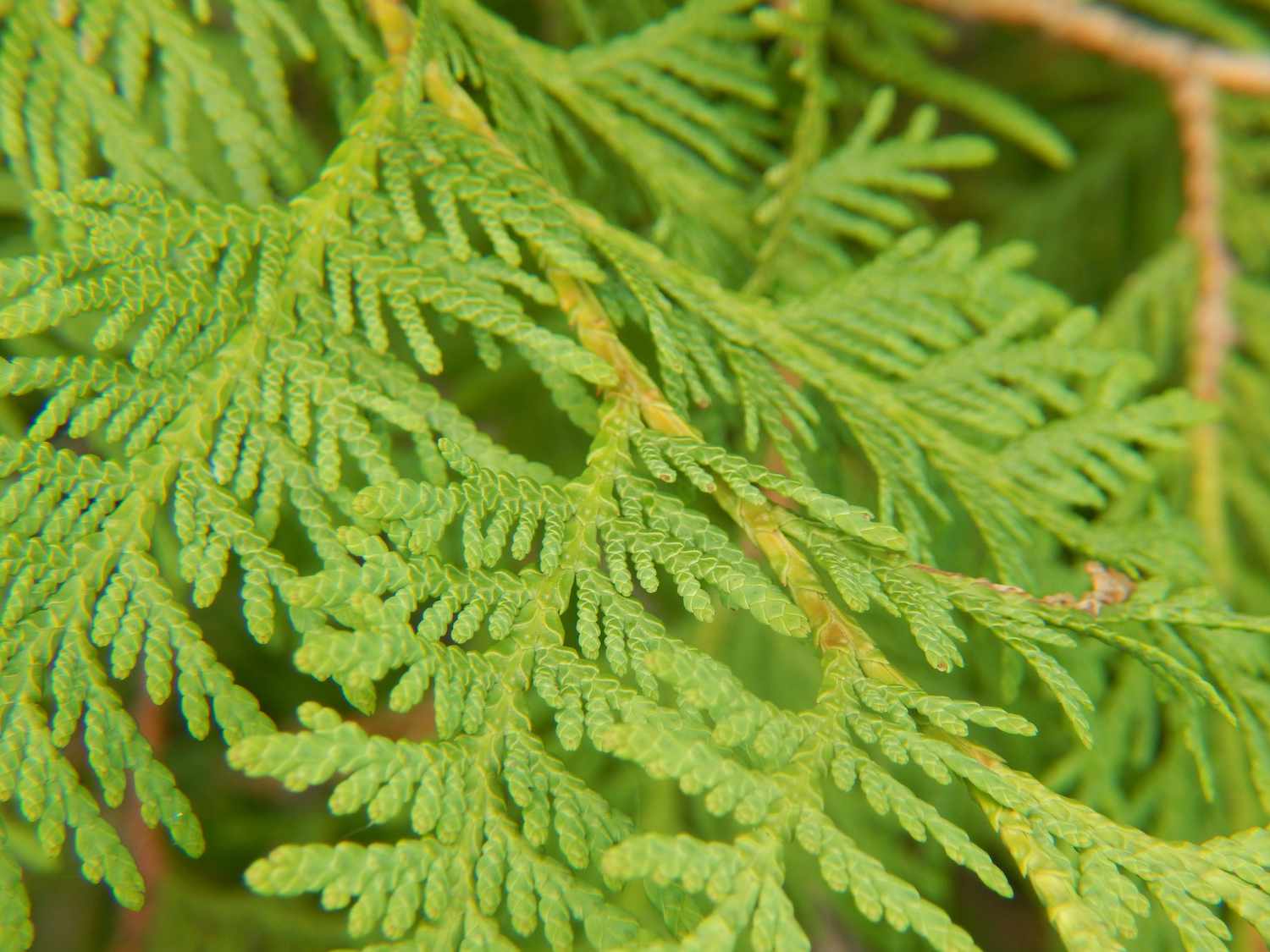 <p>Flat scale like foliage</p>
