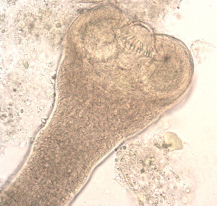 term image