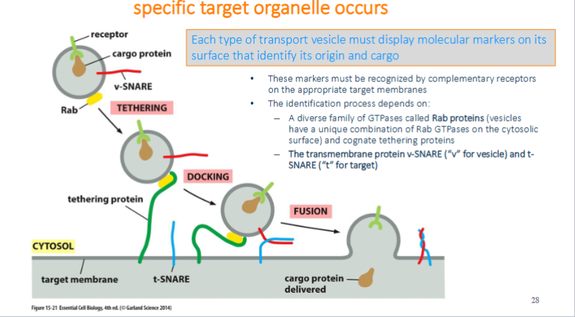 <p>markers must be recognized by complementary receptors on the appropriate target membrane. identification is based on diverse GTPase (rab protein) and transmembrane protein v-snare and t-snare </p>