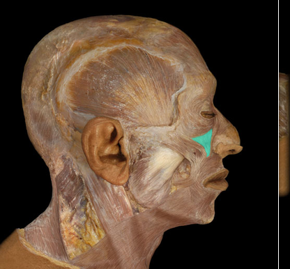 <p>Levator labii superioris m.</p>