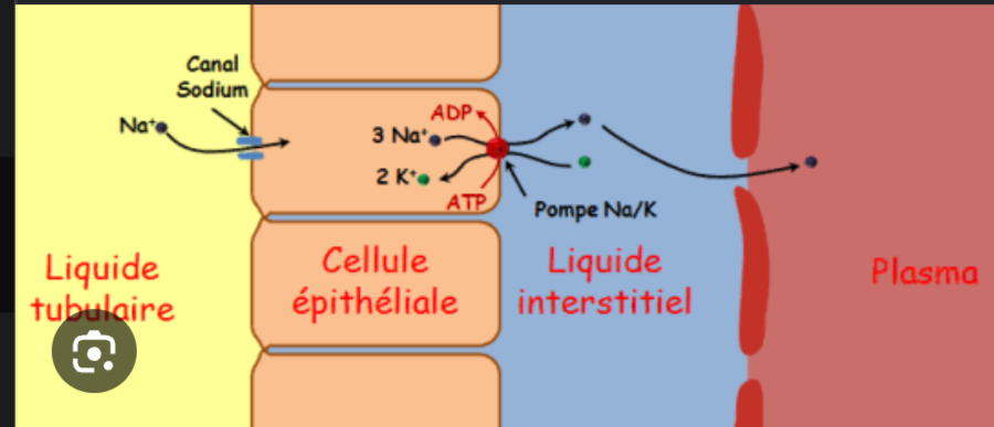 <p>À retenir : Parce qu’elle est imperméable à l’eau mais permet la réabsorption de solutés, notamment du Na⁺. 💡 Explication : Les sels quittent le filtrat alors que l’eau reste à l’intérieur. Il y a donc moins de particules dissoutes dans le liquide tubulaire : son osmolarité diminue et il se dilue.</p>