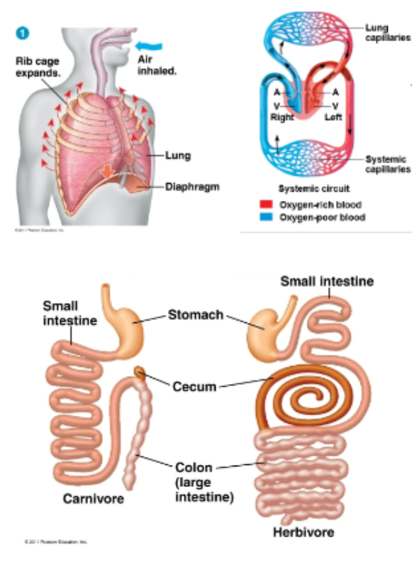 <p>5. Efficient respiratory and circulatory systems</p><p>• ribcage breathing aided by muscular diaphragm</p><p>• improves negative pressure breathing</p><p>6. digestive tract adaptations for food types</p><p>• herbivores have longer tract than carnivores</p><p>• cecum can hold mutualistic microbes that digest cellulose</p><p>7. sweat glands secrete 99% water for evaporative cooling</p><p>8. Kidneys, which conserve water from wastes</p>