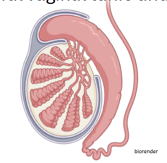 <p>What are the testicle structures</p>