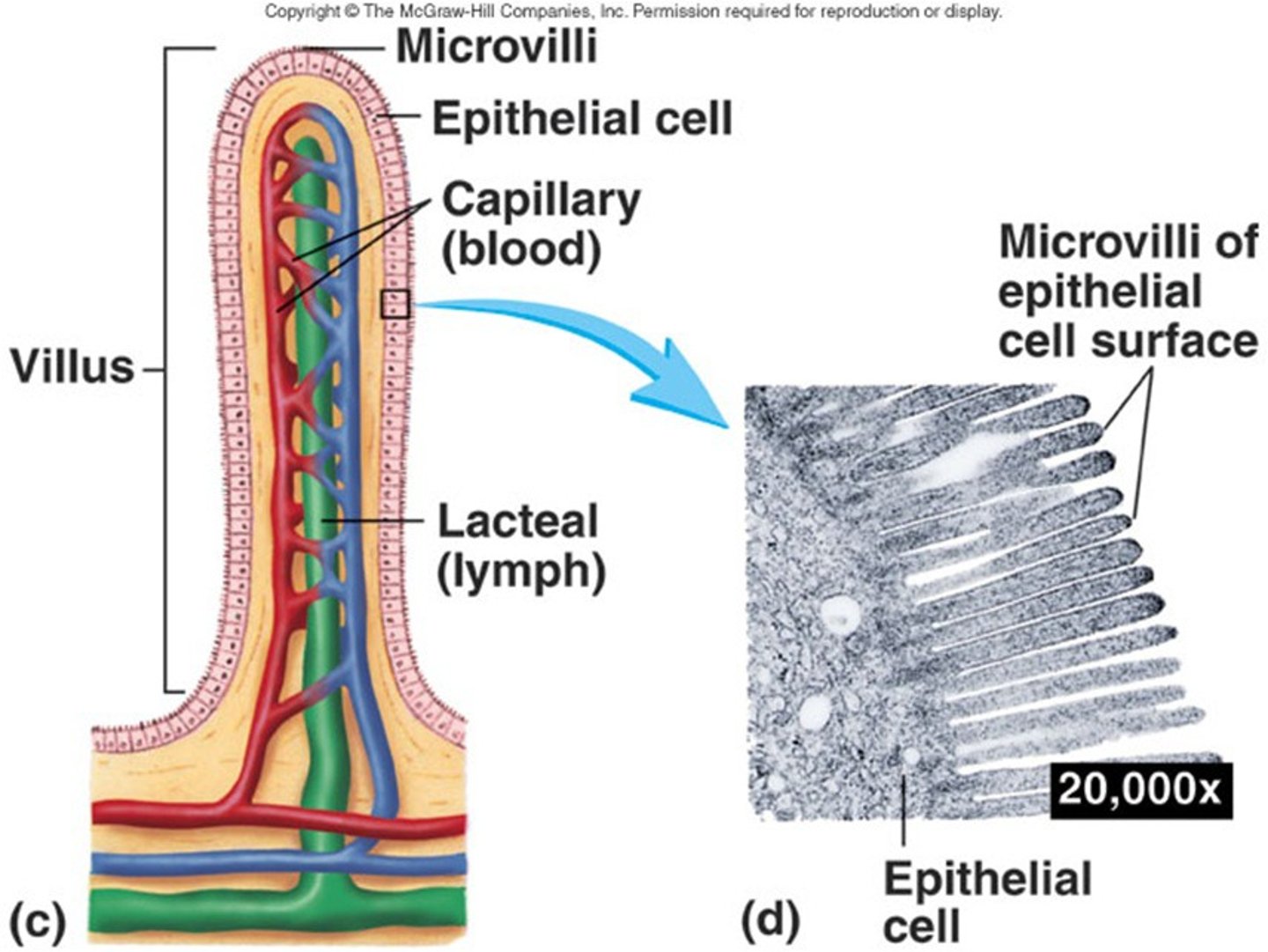 <p>Fingerlike extensions of the plasma membrane of apical epithelial cells, increase surface area, aid in absorption, and exist on every moist epithelium, but are most dense in the small intestine and kidney.</p>