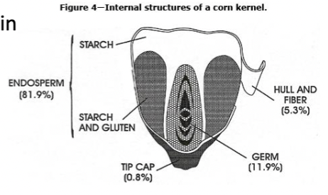 <ul><li><p>residual nutrients after extraction of starch and oil from grain</p></li><li><p>Provide energy, fiber, and protein rations</p></li><li><p>protein quality is not better than initial grain</p></li></ul><p></p>