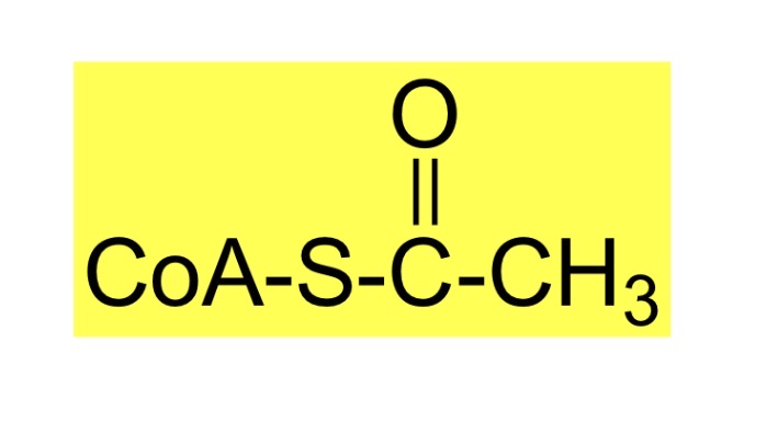 <p>Thiolysis, the last step in the fatty acid beta-oxidation cycle, produces a:</p>
