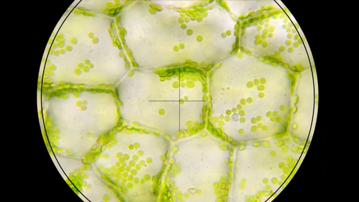 <p>Do cells have specific specialties?</p>