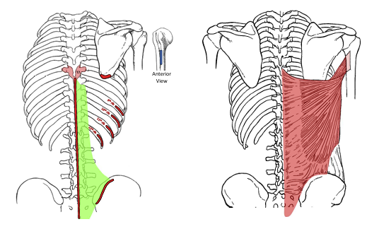 <p>Latissimus Dorsi Actions</p>