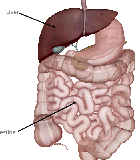 <p>The small intestine is inferior to the liver. Define the term “inferior”.</p>
