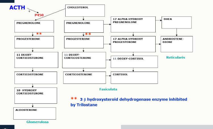 <ul><li><p>trilostane (Vetoryl) licensed treatment. </p><ul><li><p>it’s a reversible inhibitor of 3-beta hydroxysteroid dehydrogenase enzyme (prevents cortisol being produced)</p></li></ul></li><li><p>adrenalectomy or hypophysectomy → needs replaceent therapy for hormones</p></li></ul><p></p>