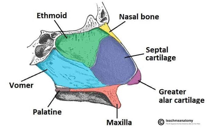 <p>Ethmoid</p><p>Vomer bone</p><p>Quadrangular Cartilage of Septum</p>
