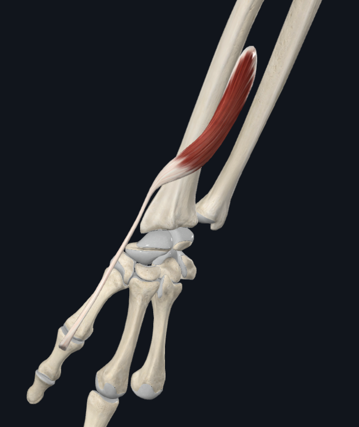 <p>Origin:</p><p>Insertion:</p><p>Innervation:</p><p>Main action:</p>