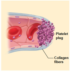 <p>• Formation of a temporary seal shortly after injury occurs</p><p>• This is not a clot - that comes later</p><p>• Three major steps:</p><p> • Platelet adhesion</p><p> • Platelet release reaction</p><p> • Platelet aggregation - platelets change shape & express receptors that can bind to fibrinogen (protein in clotting)</p>