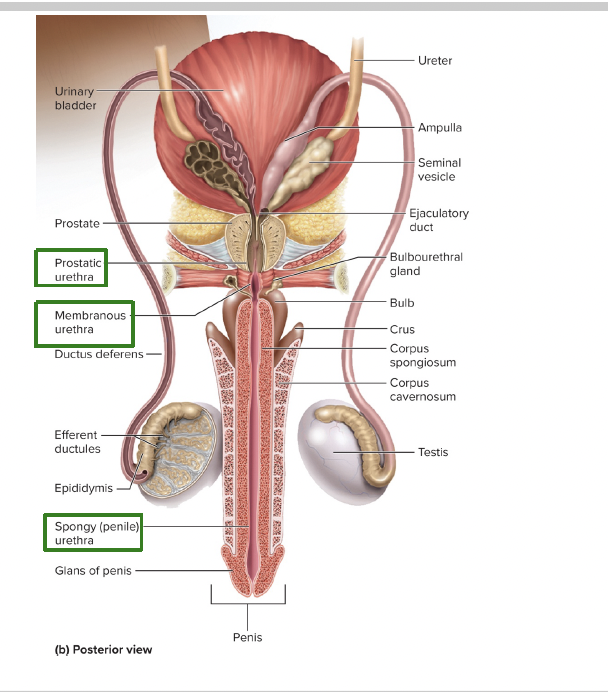 <ol><li><p>prostatic urethra</p></li><li><p>membranous urthra</p></li><li><p>spongey urethra</p></li></ol><p></p>
