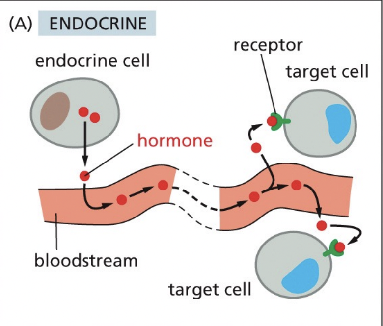 <p>The most “public” style of communication, broadcasts a signal (hormones) throughout whole body through secretion into bloodstream (or plant’s sap)</p>
