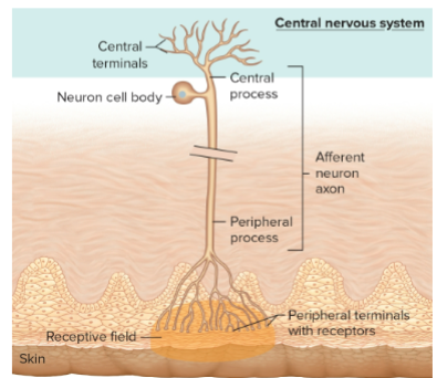 <p>a region of our skin that is activated by a sensory unit and produces a response </p>