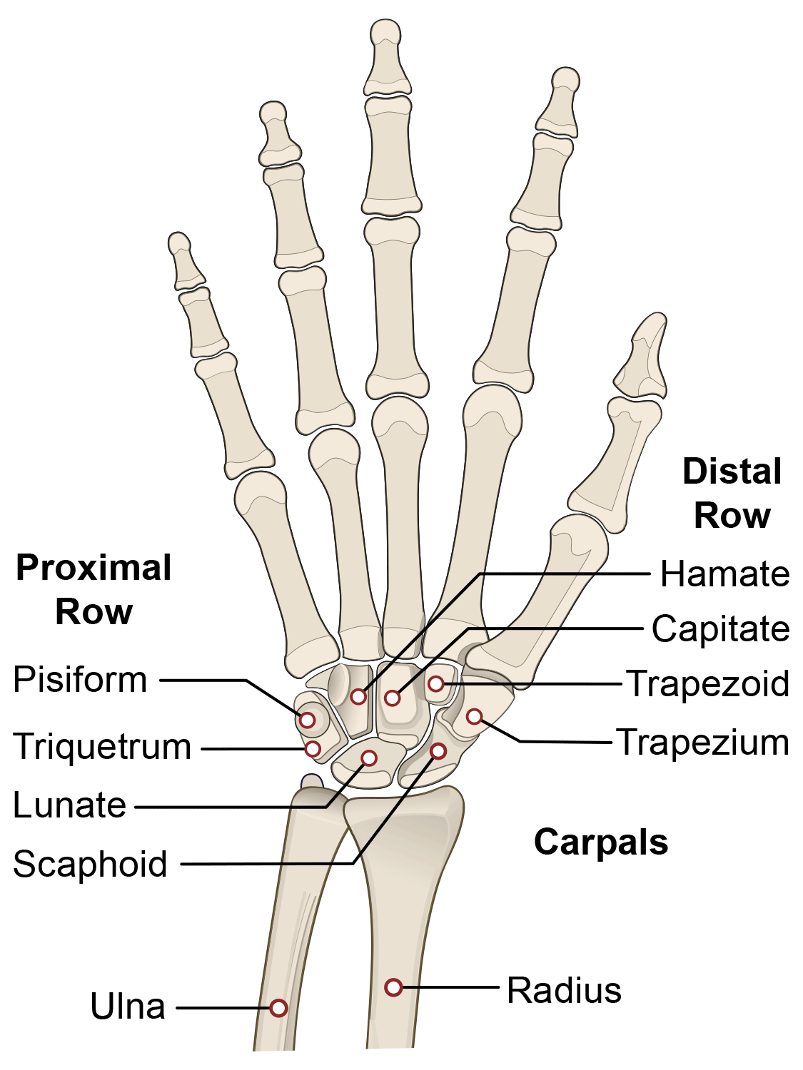 <p>carpal bones</p>