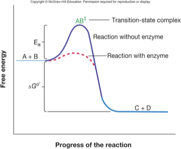 <p>transition state complex, activation energy (Ea), and enzyme speeding up reaction by lowering E<sub>a</sub></p>